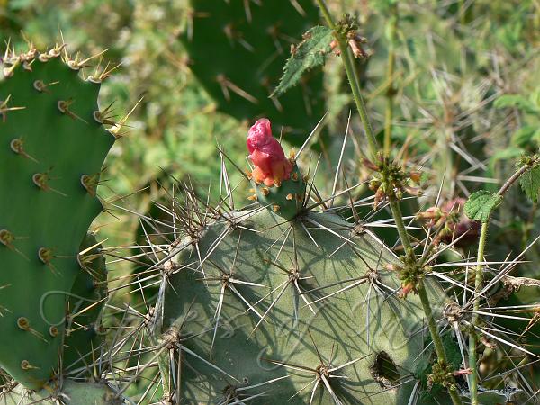 Prickly Pear